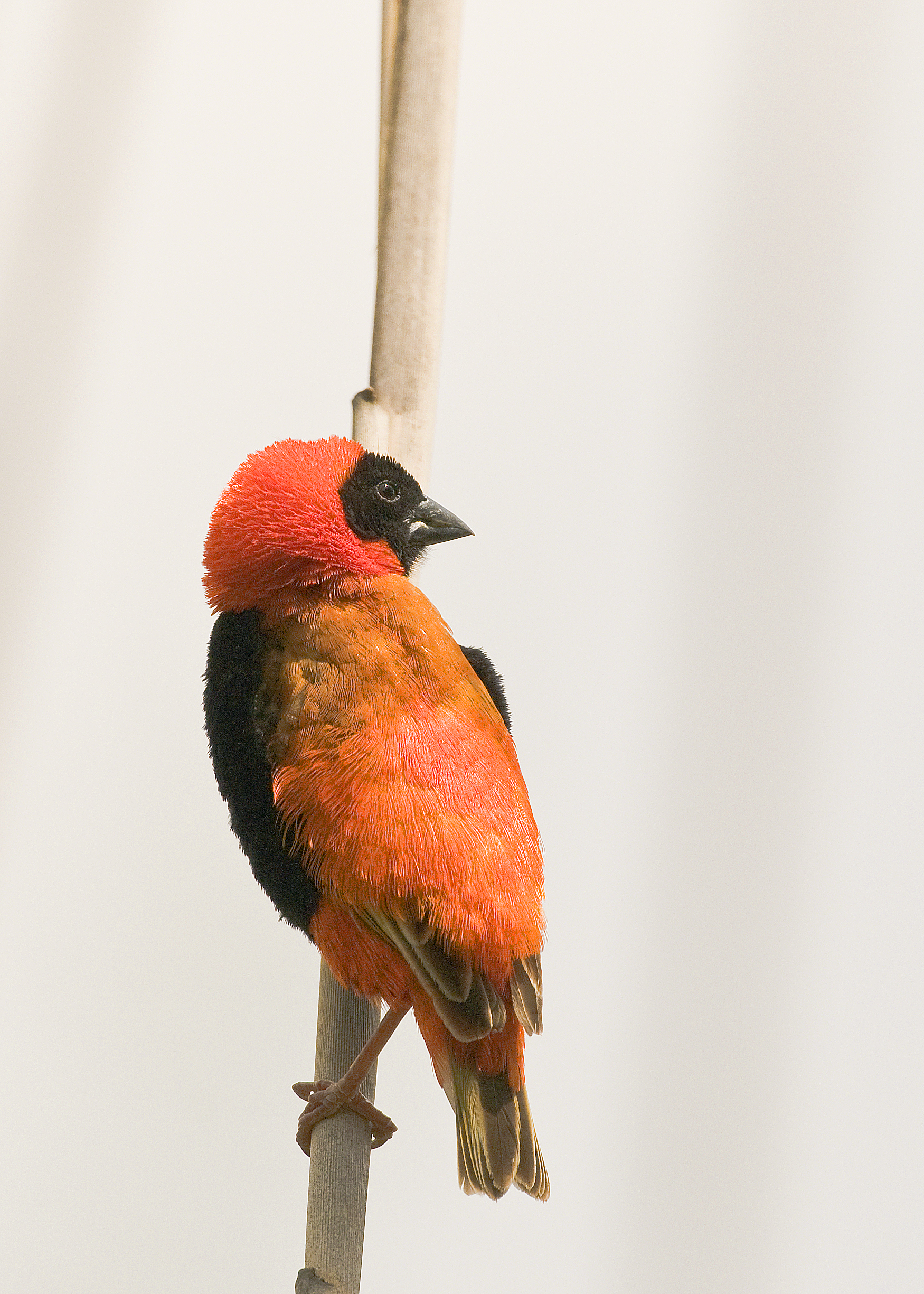 Southern Red Bishop (Euplectes orix)