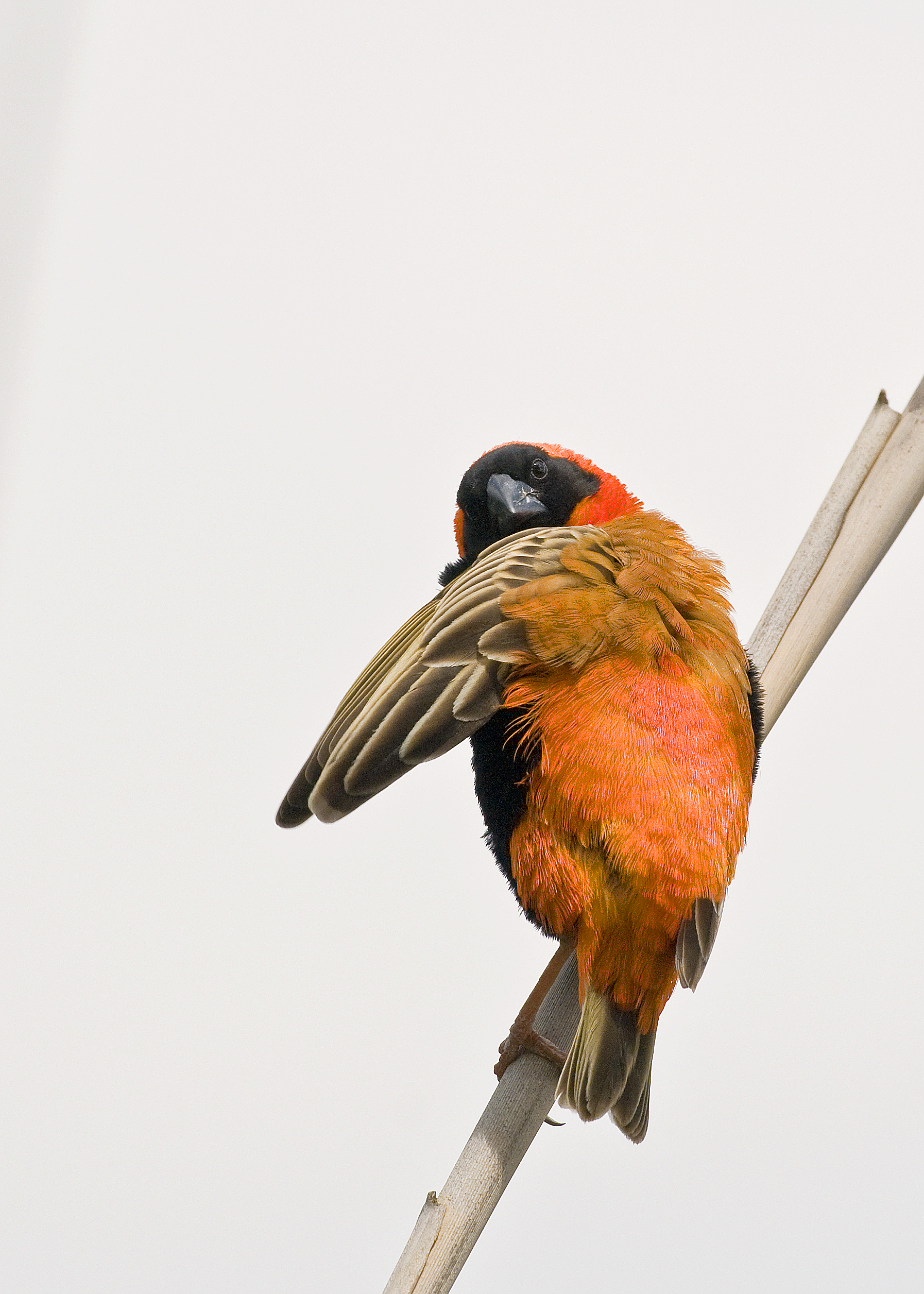 Southern Red Bishop (Euplectes orix)