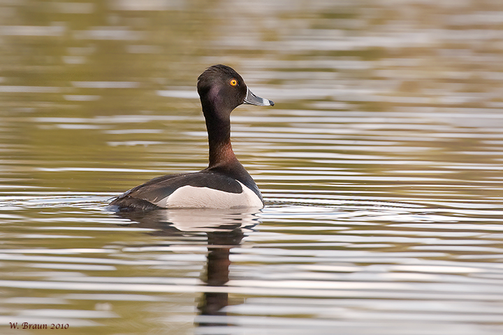 Ringneck_20100605_5880.jpg