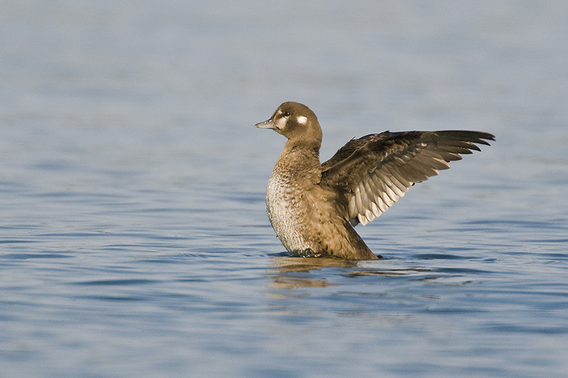 Harlequin_20110911_7619.jpg