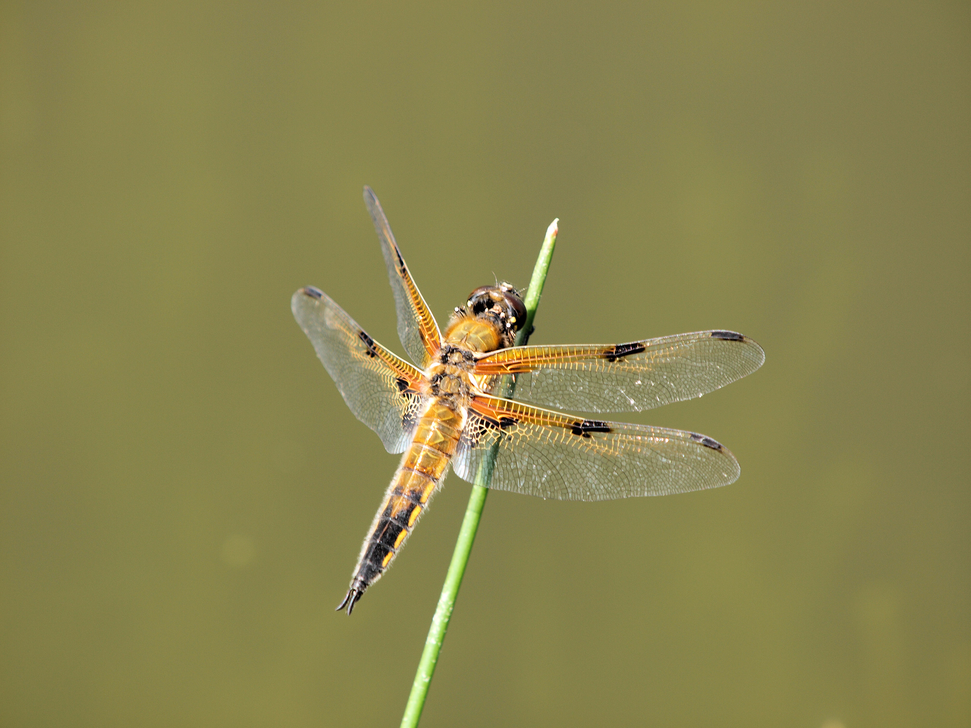 dragonfly