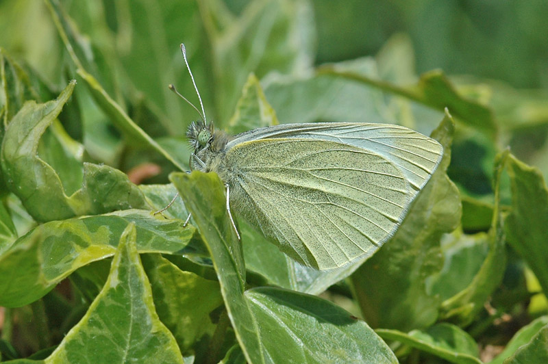 Small White (Pieris rapae)