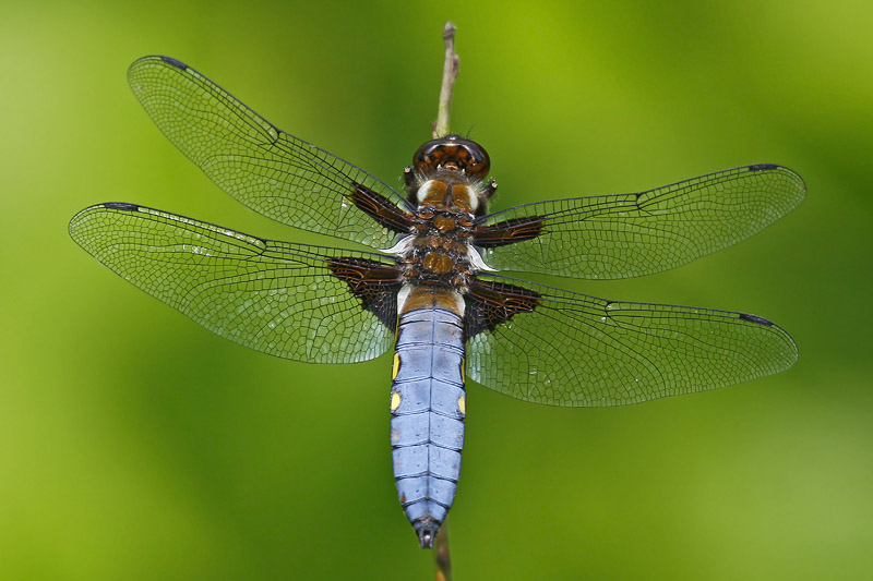 Broad-bodied Chaser (Libellula depressa)
