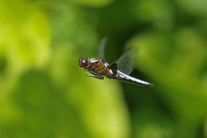 Broad-bodied Chaser (Libellula depressa)