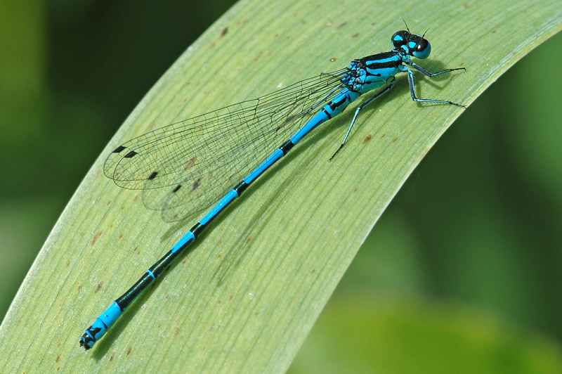 Azure Damselfly (Coenagrion puella)