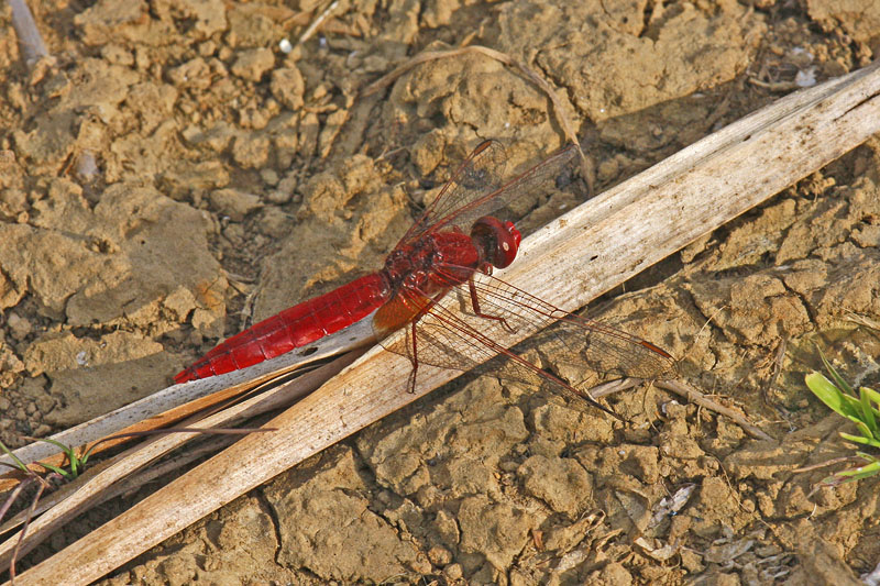 Scarlet Darter (Crocothemis erythraea)