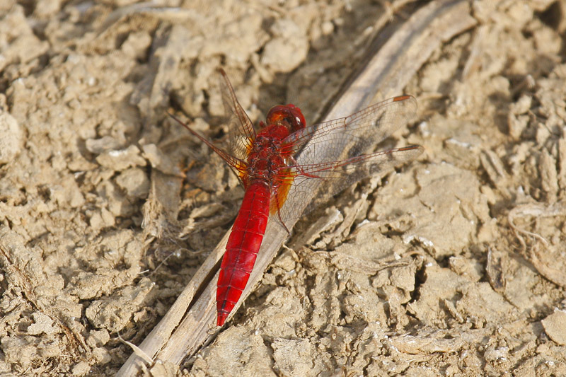 Scarlet Darter (Crocothemis erythraea)