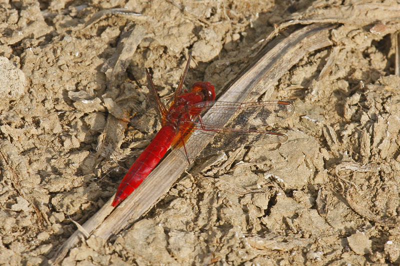 Scarlet Darter (Crocothemis erythraea)