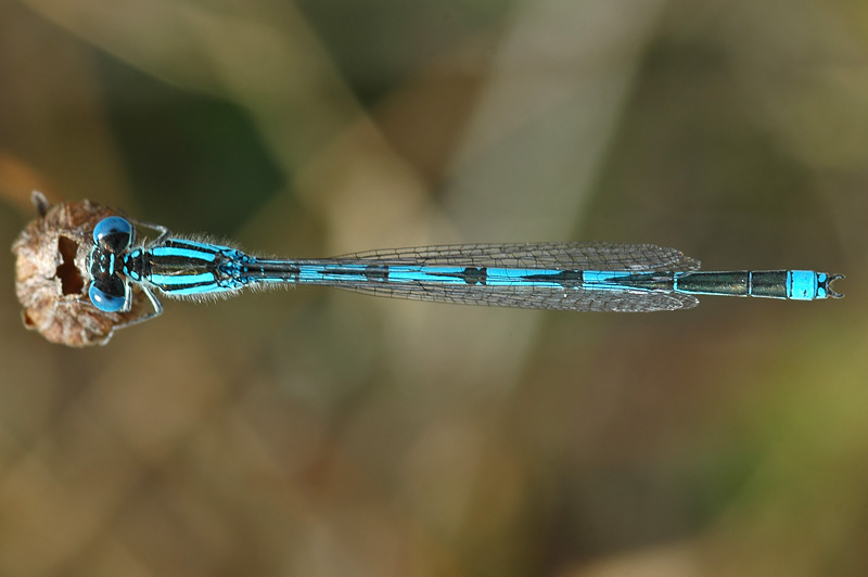 Goblet-marked Damselfly (Erythromma lindenii)