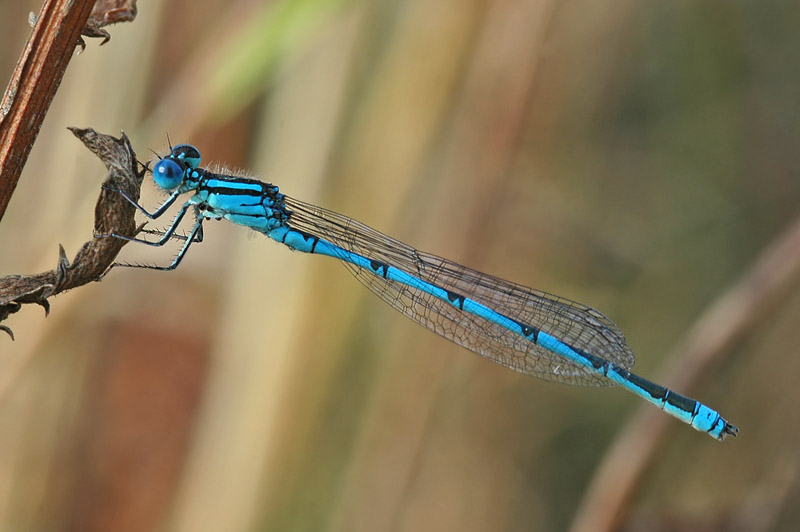 Goblet-marked Damselfly (Erythromma lindenii)