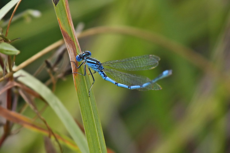 Goblet-marked Damselfly (Erythromma lindenii)