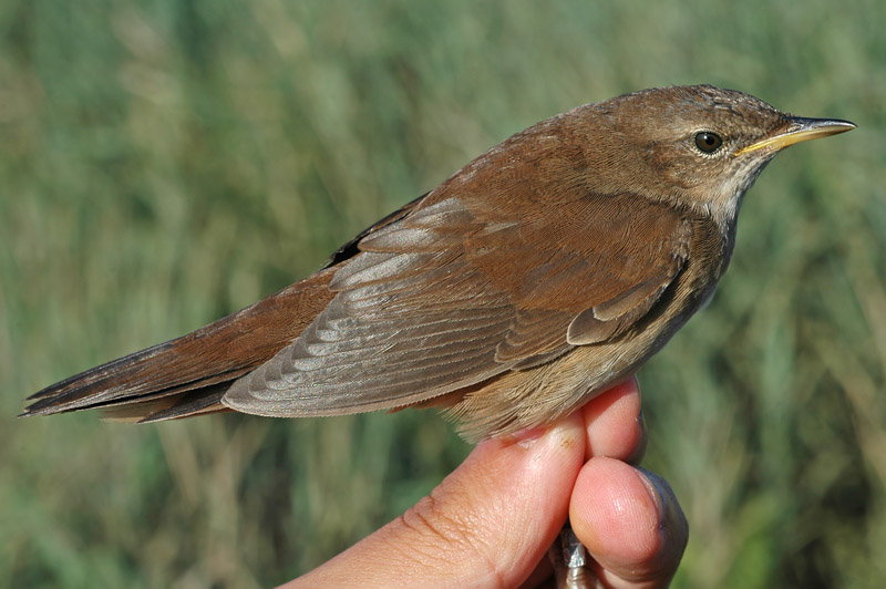 Savis Warbler (Locustella luscinioides)
