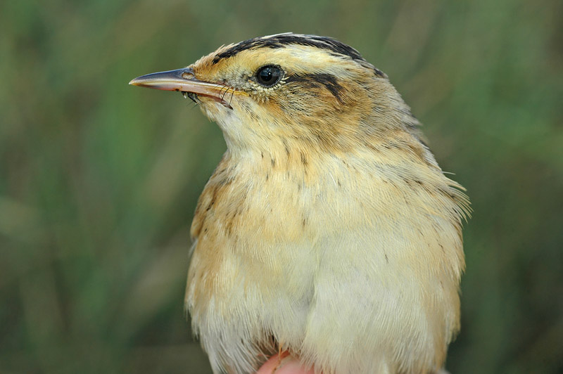 Aquatic Warbler (Acrocephalus paludicola)