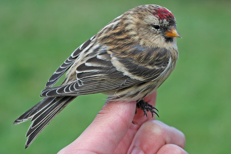 Lesser Redpoll (Carduelis cabaret)