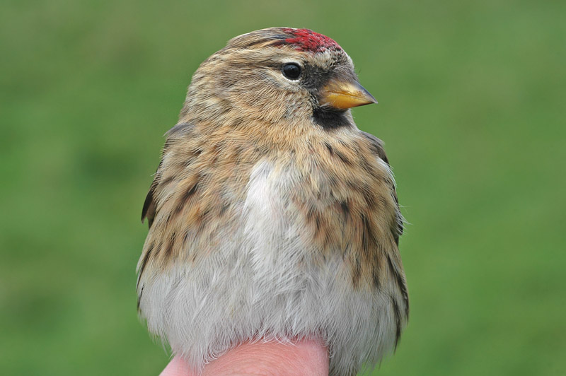 Lesser Redpoll (Carduelis cabaret)