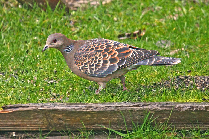 Oriental Turtle Dove (Streptopelia orientalis)