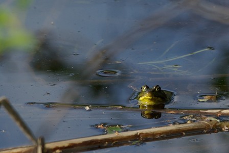 La grenouille est un AMPHIBIEN 