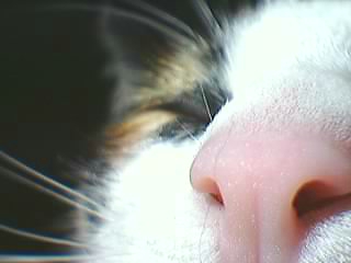 zoom2