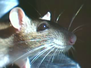 baby cat