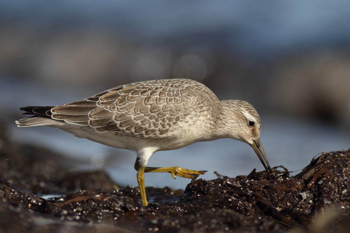 Knot / Kustsnppa