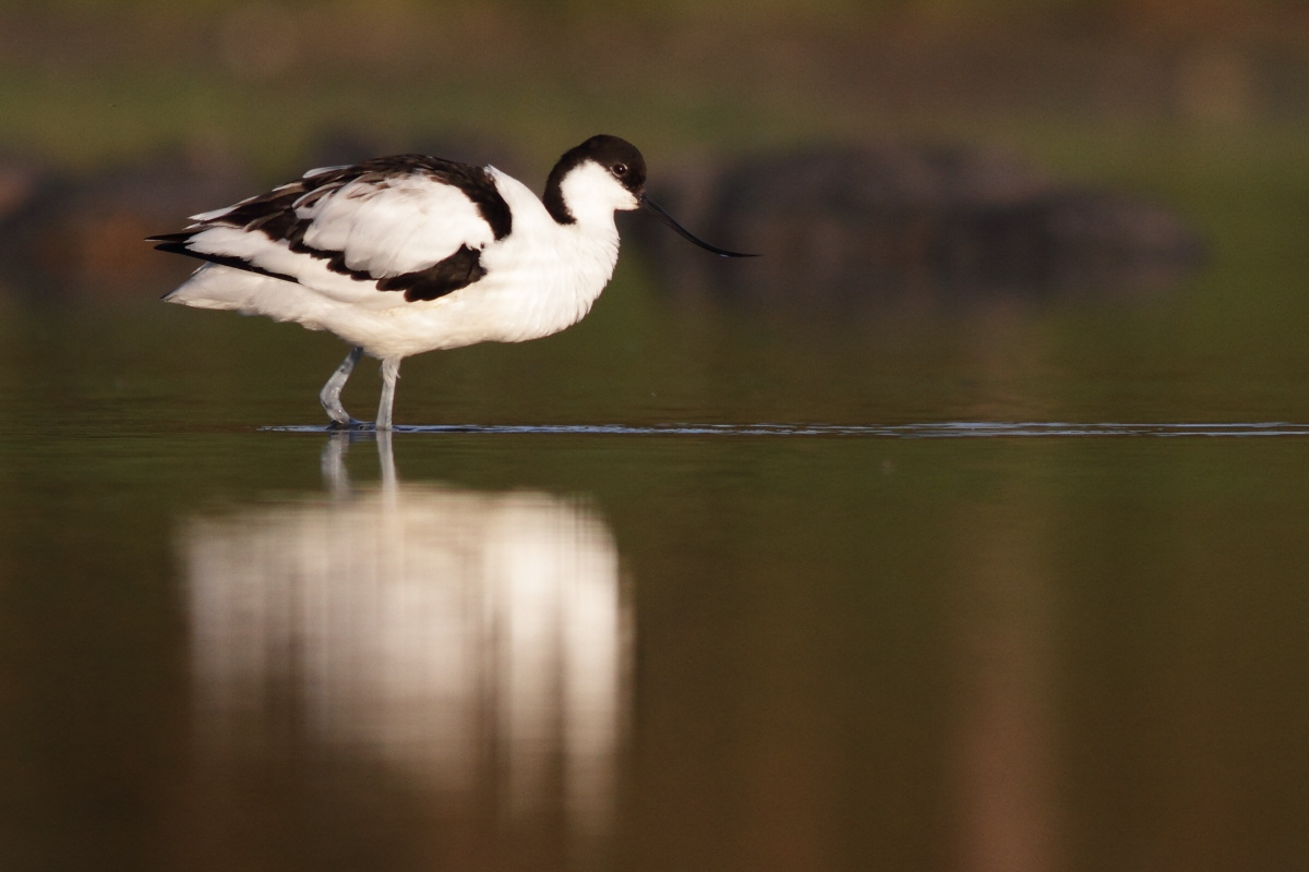 Avocet / Skrflcka