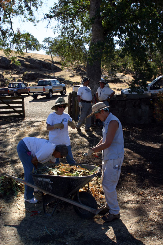 Thinning and Trimming The Irises