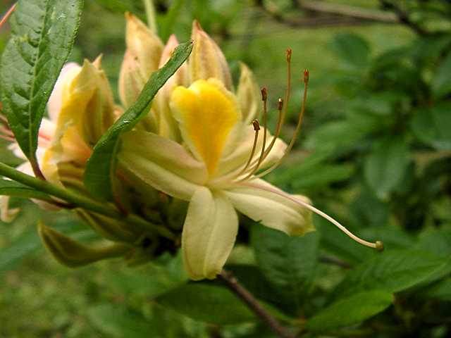 Gables Yellow