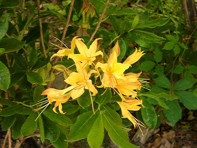 Zo Yellow F2