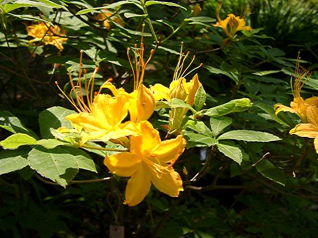 Gregory Bald seedling