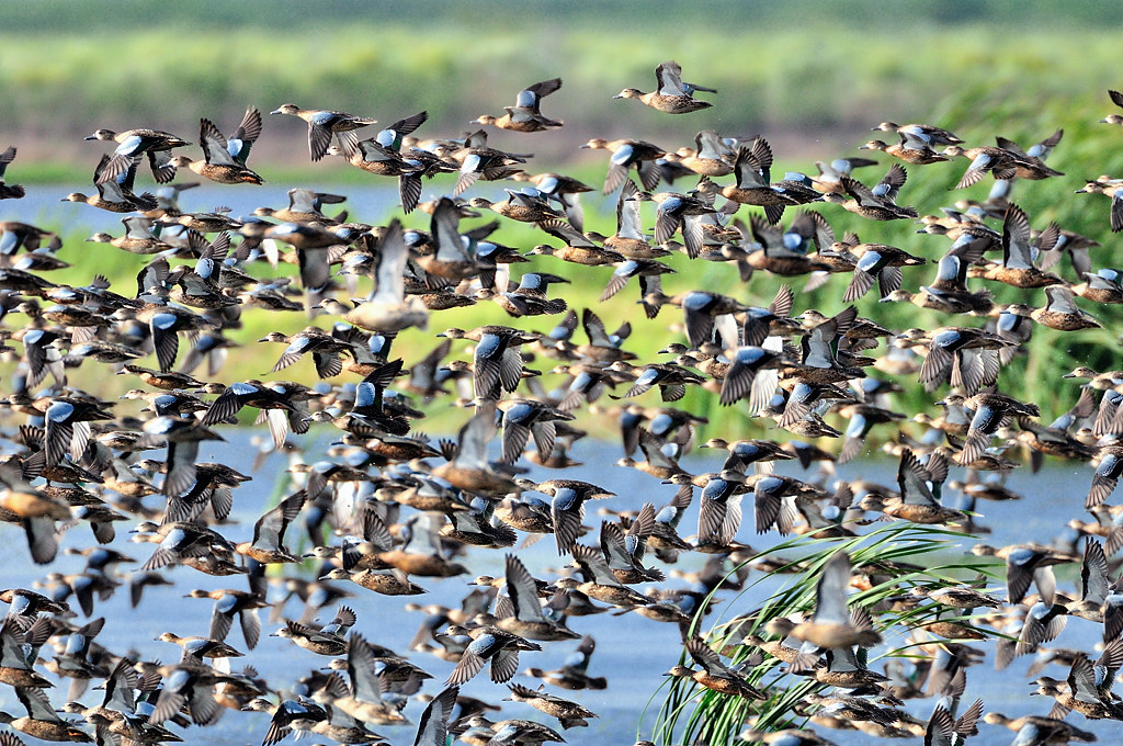 ANW_9223 BlueWing blastoff: Anahuac NWR