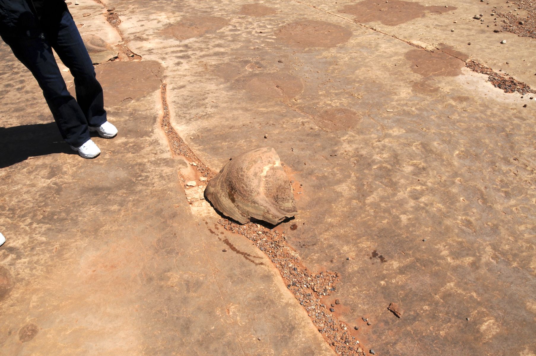 DSC_6832 Dinosaur Poop Tuba AZ.jpg