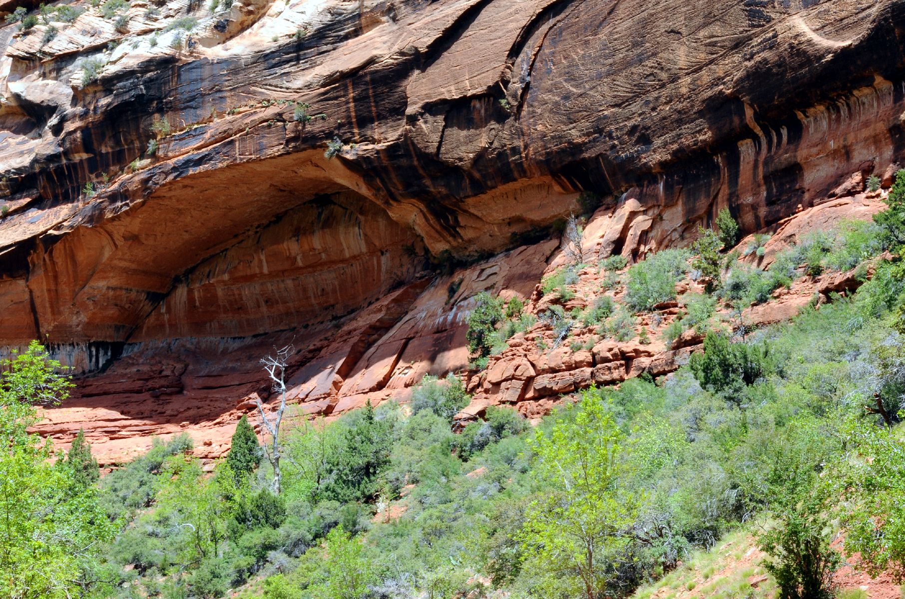 DSC_6956 Zion Canyon Weeping Rock.jpg