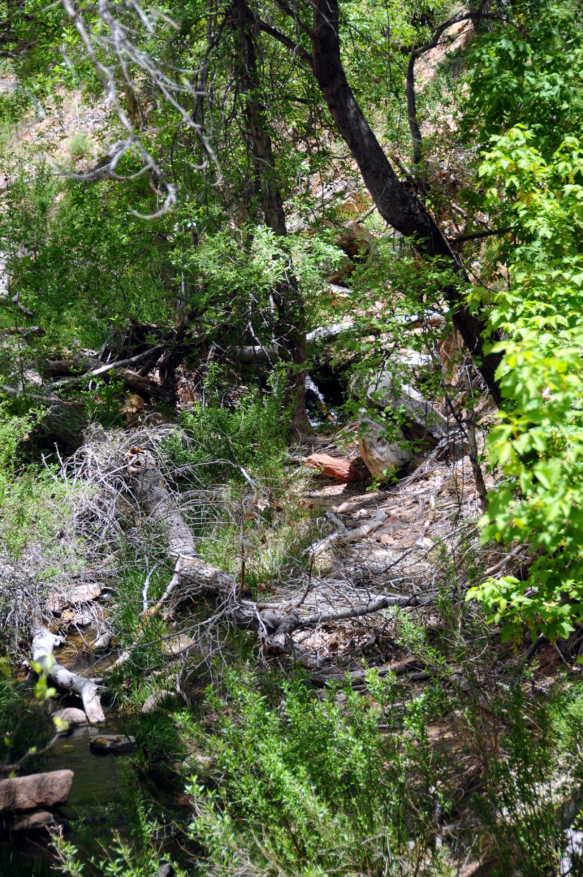 DSC_6965 Zion Canyon.jpg