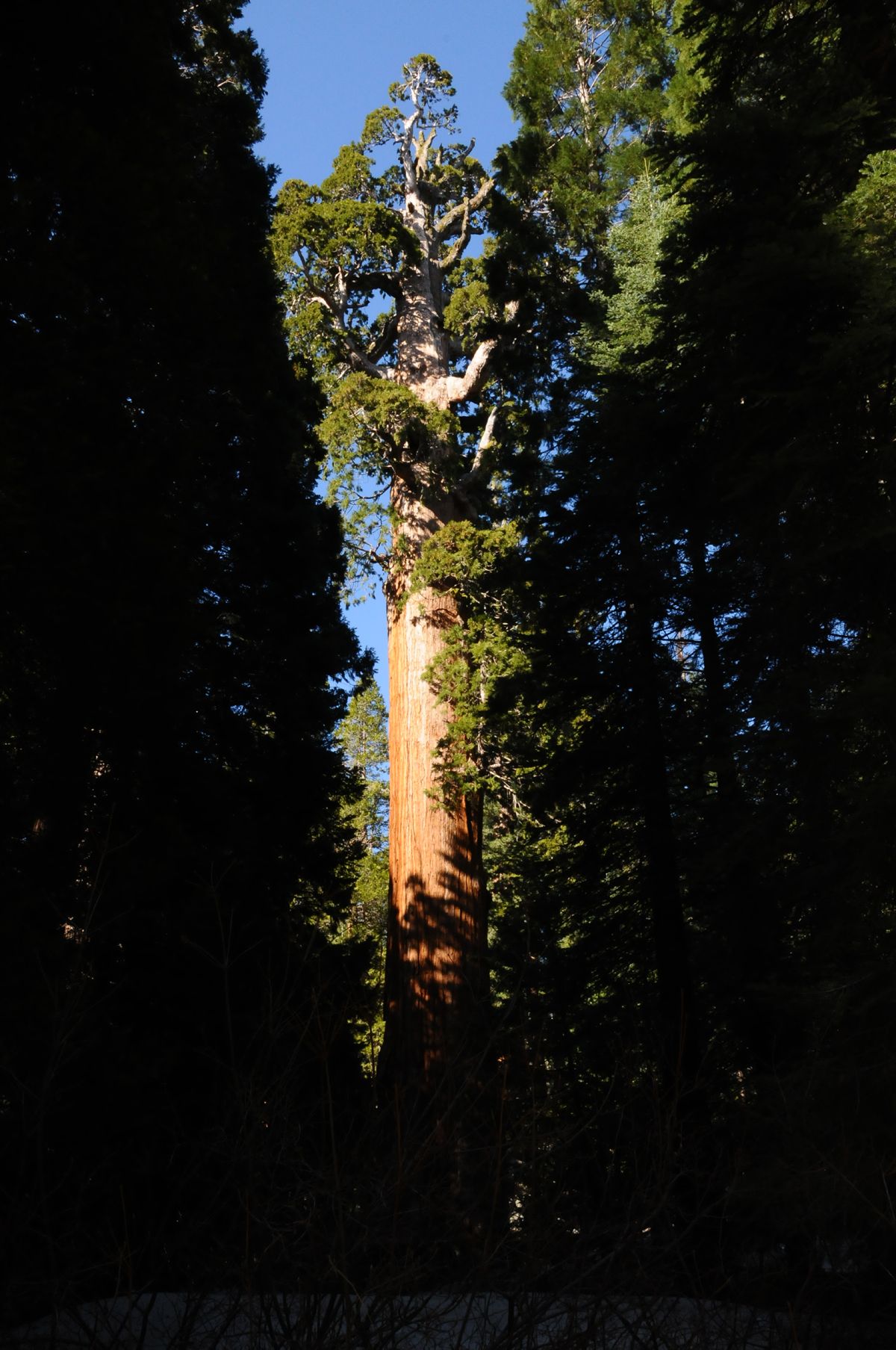 DSC_7239 Sequoia Gen Grant.jpg