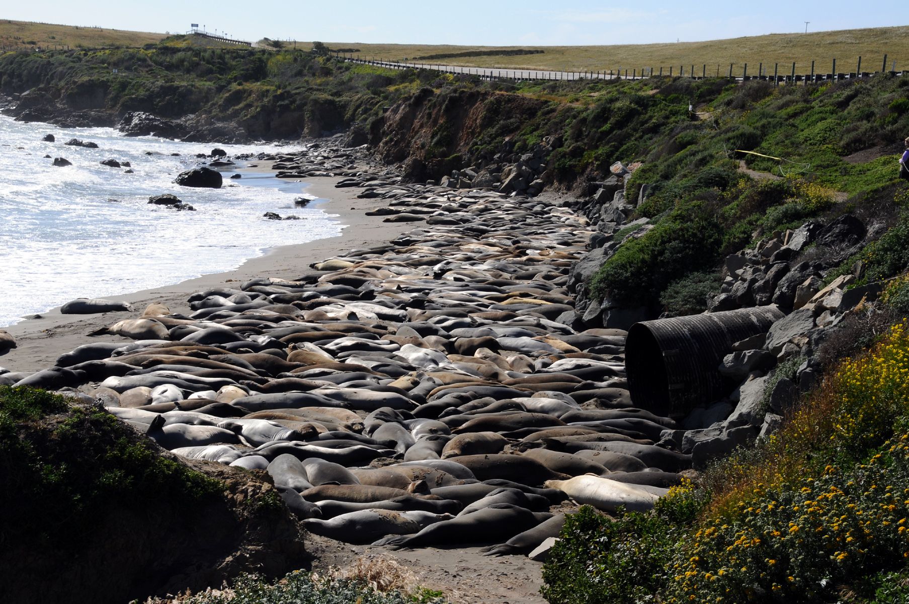 DSC_7337 Seal Beach Near San Simeon.jpg