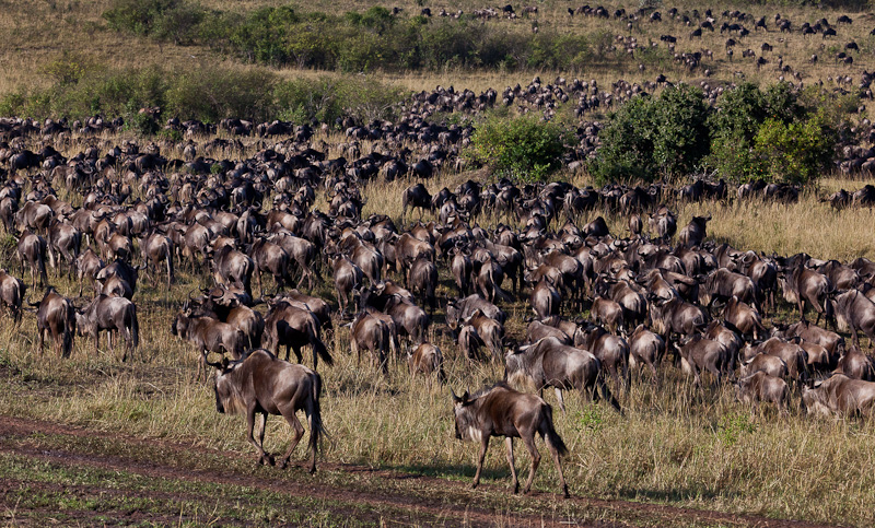 Sea of Wildebeests