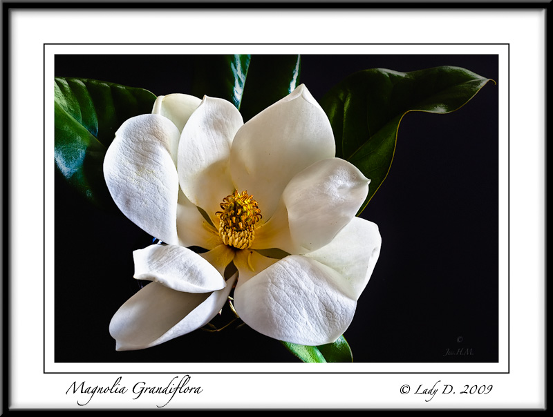 Magnolia Grandiflora