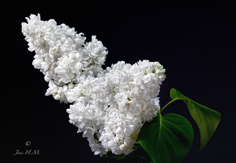 White Lilac
