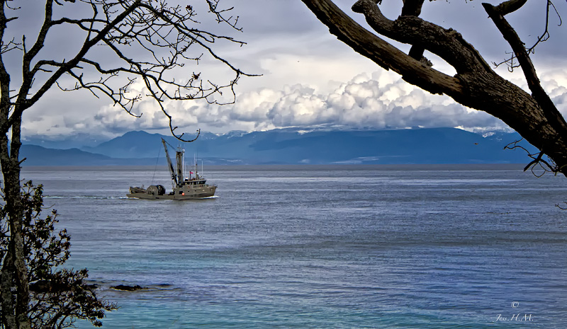 Herring Seiner.