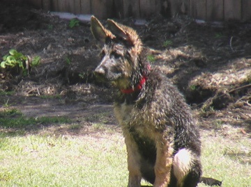 Rex puppy