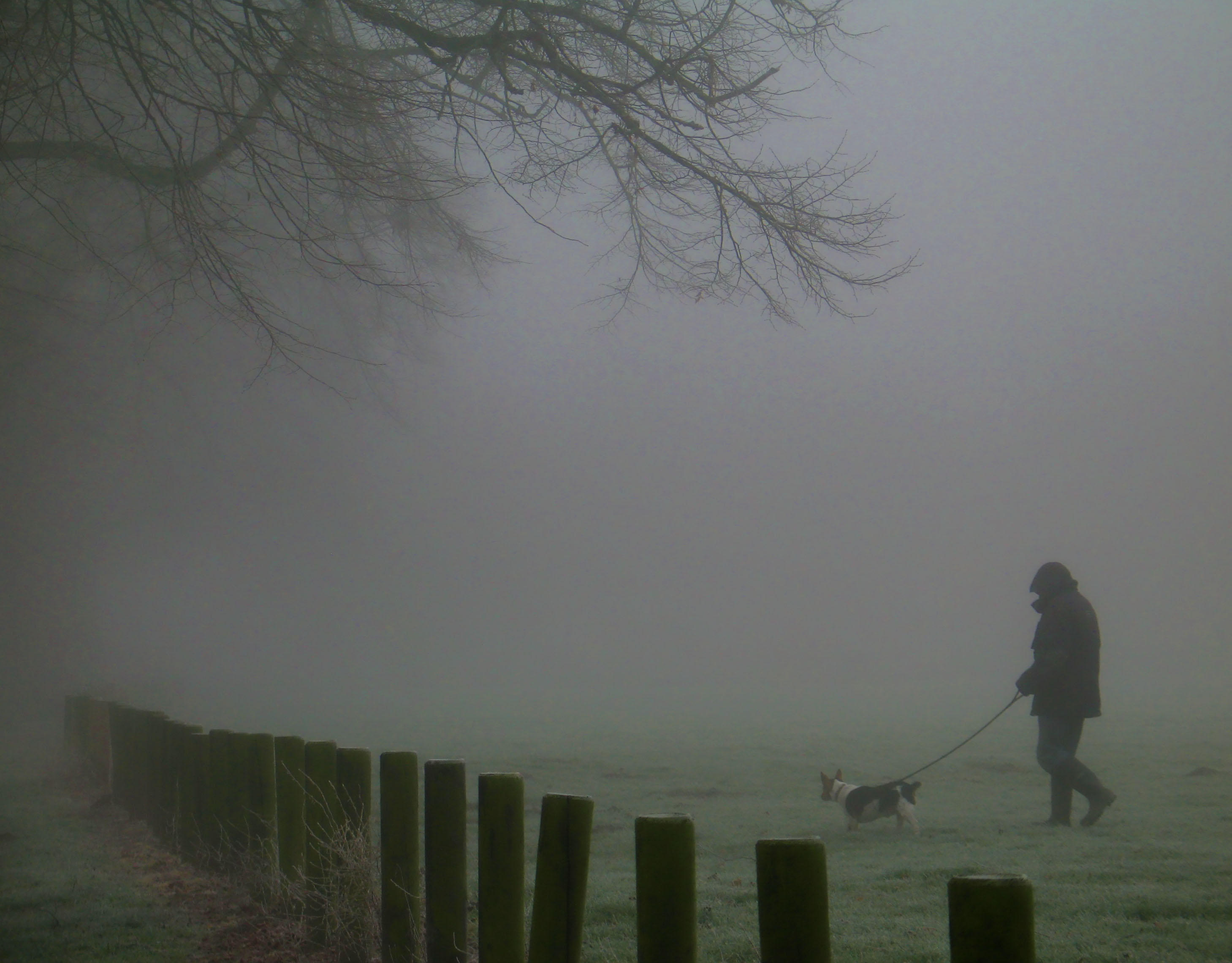 walkin dog in fog.