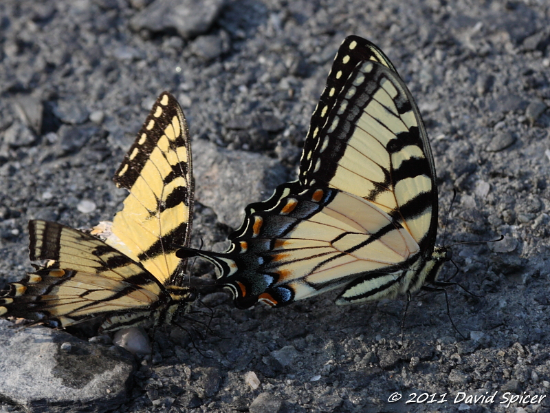 Appalachian Tiger Swallowtail