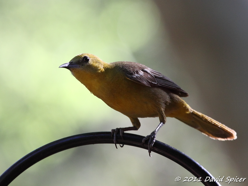 Hooded Oriole