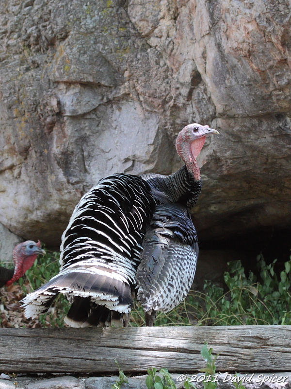 Wild Turkey