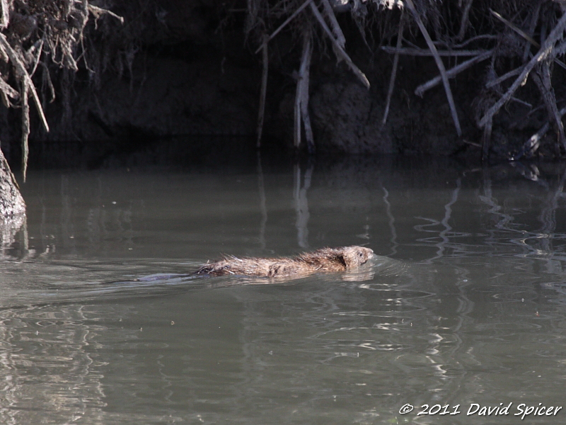 Muskrat