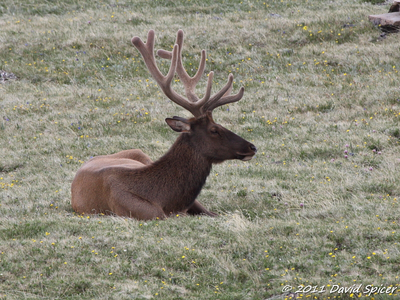 Elk