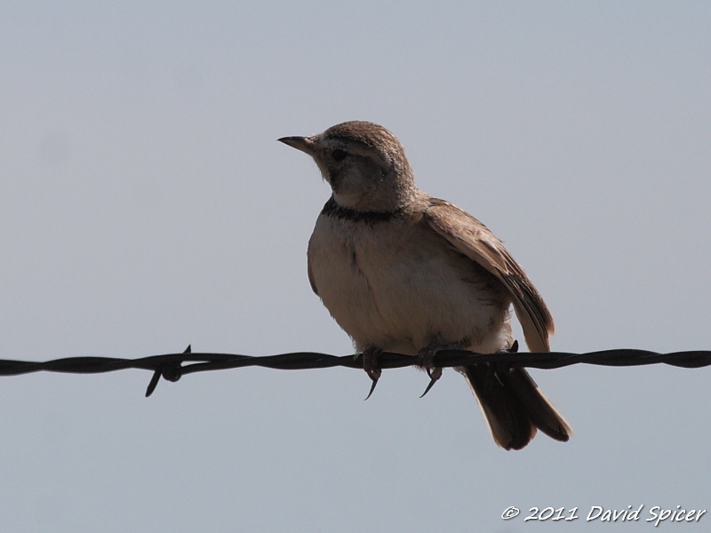 Horned Lark