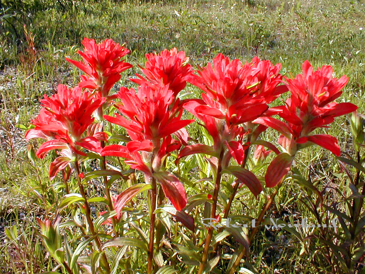 Indian paint brushes.jpg