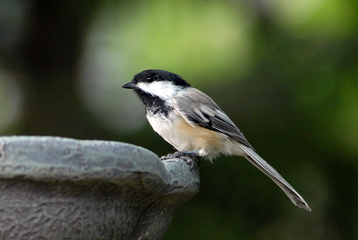 Black-capped Chickadee