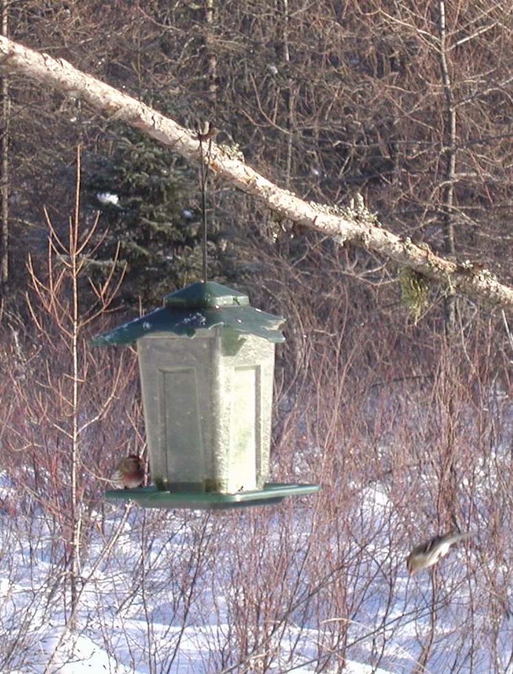 Common Redpolls